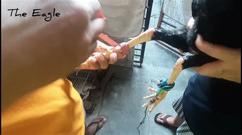 tari sa manok|Paano Magkabit ng Tari sa Paa ng Manok (Tari .